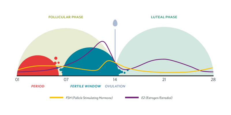 5. Problems with the luteal phase and what this means for your fertility